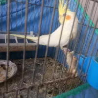 طوطی عروس مولد|پرنده|تاکستان, |دیوار