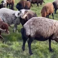 گوسفند زنده شمال وغرب وشرق تهران ۲۴ساعت