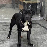 سگ پیتبول اصیل نر