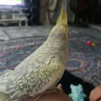 عروس هلندی|پرنده|نظرآباد, نجم آباد|دیوار