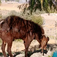 بز نر نژاد قوی مناسب برای گله|حیوانات مزرعه|میانه, |دیوار
