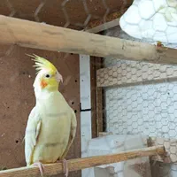 عروس هلندی لوتینو|پرنده|مشهد, توس (بلوار توس)|دیوار