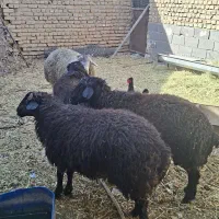 ۴ راس بره لاری