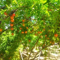 اناره دانه مشکی|عمده‌فروشی|شهرضا, |دیوار