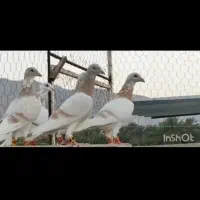کفترکرم زردآلمانی هوایی|پرنده|تربت‌حیدریه, چهارراه خواف|دیوار