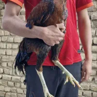 مرغ و خروس لاری اصیل