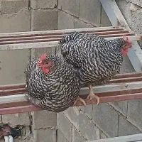 میلورم و مرغ وخروس