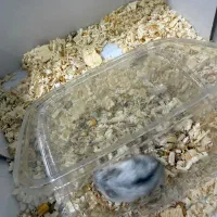 همستر|موش و خرگوش|کرمانشاه, |دیوار