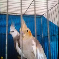 عروس هلندی|پرنده|اصفهان, دنارت|دیوار