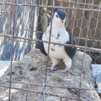 جوانه ساده کاکلی افشون