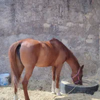 اسب مادیون|اسب و تجهیزات اسب‌سواری|ویسیان, |دیوار