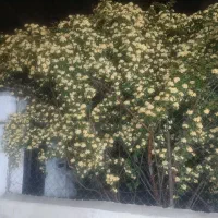 یک باب مغازه ،۵۰متری ،ساماندهی