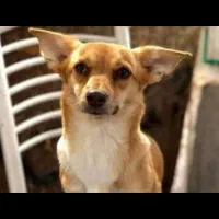 پانسیون سگ و گربه