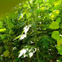 نهال قلمه سیاه کبود آماده فروش ارسال از میاندواب