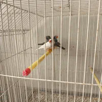 فنچ|پرنده|اردکان, |دیوار