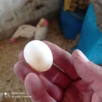 مرغ سفید تخم گذار