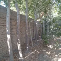 خریدار انواع چوب درختان میوه و|خدمات باغبانی و درختکاری|تهران, اکباتان|دیوار