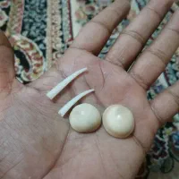 مهره اصل دریایی|کلکسیون اشیاء عتیقه|قم, کاسه گران|دیوار