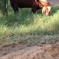 گوسفند یه نری دوتا چپشت