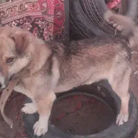 سگ نگهبان|سگ|سراجو, |دیوار