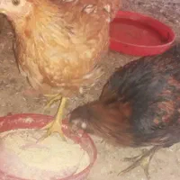 خروس لاری و محلی|حیوانات مزرعه|تربتحیدریه, طالقانی|دیوار