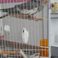 عروس هلندی ماده آرام