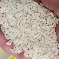 برنج دمسیاه کشت امساله به شرط پخت