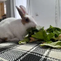 فروش خرگوش سفیدوبرفی