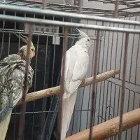 یک جفت عروس هلندی با یک جوجه|پرنده|تهران, منیریه|دیوار