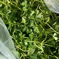 پخش بزرگ سبزی کرج