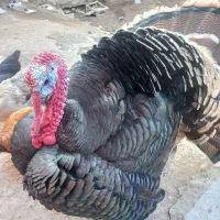 بوقلمون طبیعی