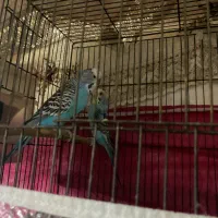 مرغ عشق نر و ماده