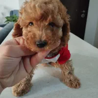 توی پودل بسیار اصیل بدون ریزش مو