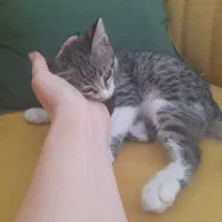 واگذاری بچه گربه ۲ماهه نر
