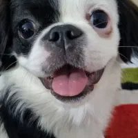 فروش سگ پیکینیز