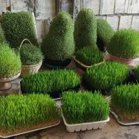 سبزه عروس و مراسمات|گل و گیاه طبیعی|کوهدشت, |دیوار