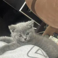 اسکاتیش دوماه  پدرواراداتی|گربه|تهران, قزل قلعه|دیوار