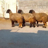 4راس میش سطح یک|حیوانات مزرعه|شوشتر, |دیوار