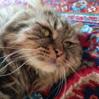 گربه پرشین اصیل ایرانی