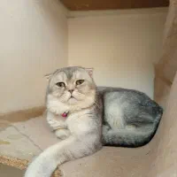 گربه بالغ نر سیلور