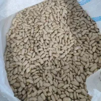 لوبیا سفید محلی سرحد درجه یک تازه|عمده‌فروشی|مرودشت, ولایت|دیوار