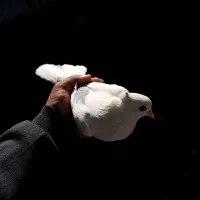 کبوتر بازان گلبهار