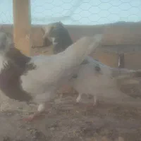 دو عدد کبوتر بسیار زیبا فری پرپا خارجی و دوتا طوقی|پرنده|کاشان, شهدا|دیوار