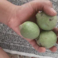 گردوی تازه و سفید  با پوست