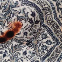 فرش ۶ متری|فرش|قم, زینبیه|دیوار