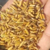 شلتوک درجه1 بزری امسال... شلب درجه1