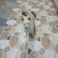 سگ پاکوتا
