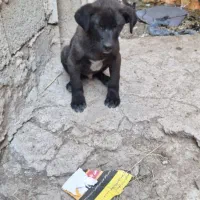 سگ عراقی|سگ|ورزقان, |دیوار