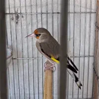 سهره نر کرمانی رام