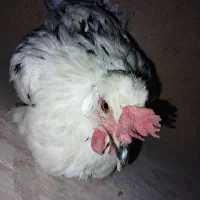 مرغ گلین مرغ محلی مرغ تخم گذار
